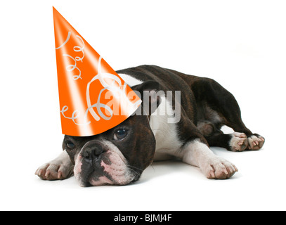 ein Boston Terrier mit einem Geburtstag Hut auf Stockfoto