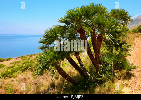 Zwerg Palmen Zwergpalmen Chamaerops Humilis Riserva Naturale Dello Zingaro Zingaro Naturschutzgebiet Scopello Stockfoto