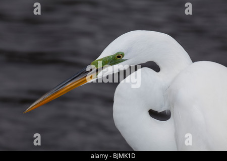Silberreiher - Ardea alba Stockfoto