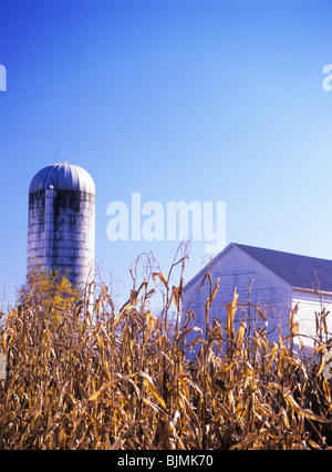 Goldene geerntete Maisstroh, weiße Scheune und Silo im Hintergrund, am frühen Morgen, Herbst in Lancaster County, Pennsylvania, USA Stockfoto