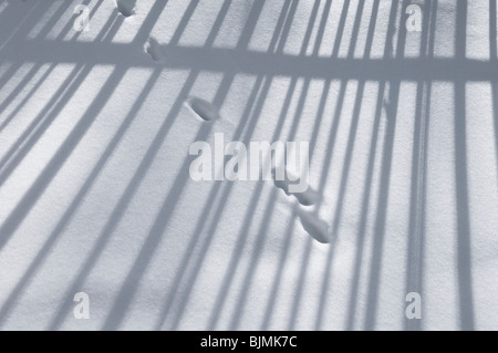 Winter-Eindruck, Zaun wirft einen Schatten auf dem Schnee Stockfoto