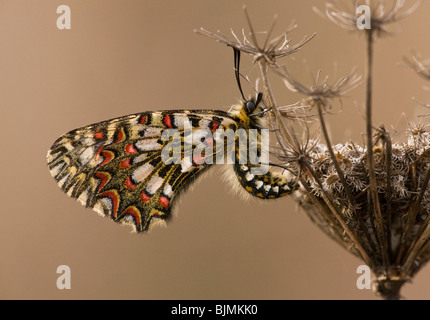 Eine spanische Schwalbenschwanz Schmetterling Zerynthia Rumina auf Wilde Möhre, Algarve, Portugal. Stockfoto