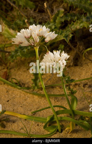 Ein weißer Knoblauch Allium Subvillosum Blume, Algarve, Portugal. Stockfoto