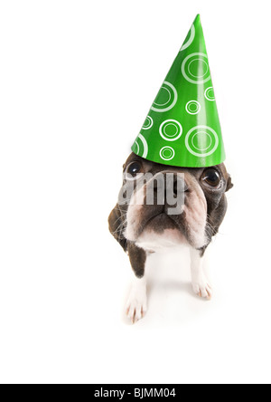 Boston Terrier mit einem Geburtstag Hut auf Stockfoto