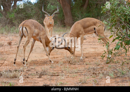 Kämpfen Männer der Impala (Aepyceros Melampus) im Tsavo Nationalpark (Kenia) Stockfoto