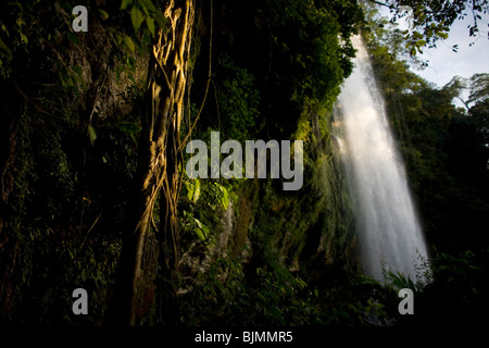 Lianen wachsen am Wasserfall Misol Ha in Salto de Agua, Chiapas, Mexiko, 19. Februar 2010. Stockfoto
