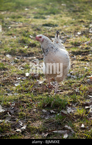 Freerange Huhn auf dem Rasen, Hampshire, England. Stockfoto