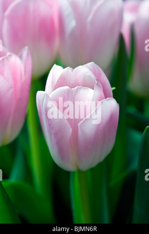 Rosa Tulpe hautnah Stockfoto