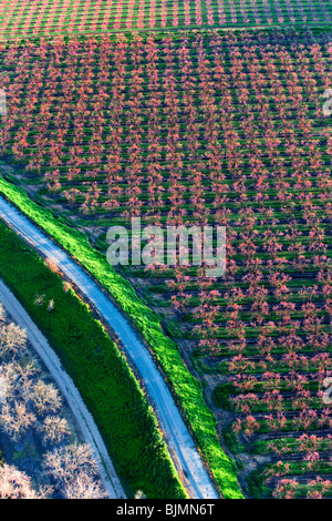 Bauernhöfe und Pfirsich Obstgärten in voller Blüte im Sacramento Valley aus der Luft. Stockfoto