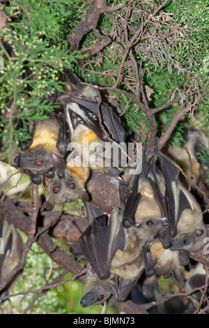 Eine Kolonie der afrikanischen strohfarbenen Fruchtfledermäuse (Eidolon helvum) in einem Baum an der Küste Kenias. Stockfoto