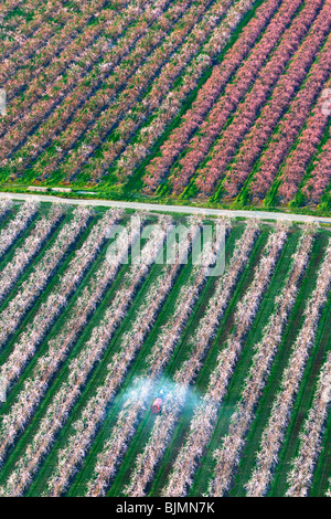 Bauernhöfe und Pfirsich Obstgärten in voller Blüte im Sacramento Valley aus der Luft. Stockfoto