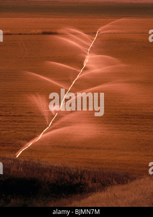 Rad unterwegs oder Lateral roll Bewässerungssystem werfen Federn des Wassers auf Hayfield bei Sonnenuntergang, Gallatin Valley, Montana, USA Stockfoto