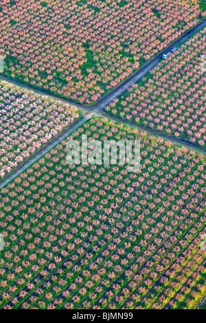 Bauernhöfe und Pfirsich Obstgärten in voller Blüte im Sacramento Valley aus der Luft. Stockfoto
