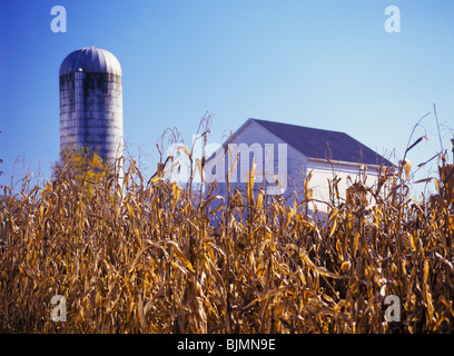 Goldene geerntete Maisstroh, weiße Scheune und Silo im Hintergrund, am frühen Morgen, Herbst in Lancaster County, Pennsylvania, USA Stockfoto