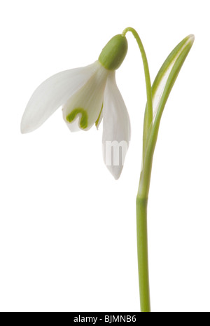 Schneeglöckchen (Galanthus Nivalis) Stockfoto