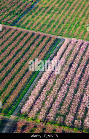 Bauernhöfe und Pfirsich Obstgärten in voller Blüte im Sacramento Valley aus der Luft. Stockfoto