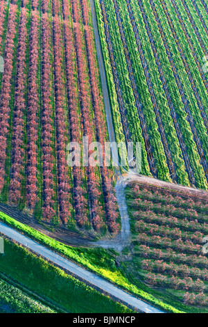 Bauernhöfe und Pfirsich Obstgärten in voller Blüte im Sacramento Valley aus der Luft. Stockfoto