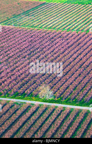 Bauernhöfe und Pfirsich Obstgärten in voller Blüte im Sacramento Valley aus der Luft. Stockfoto
