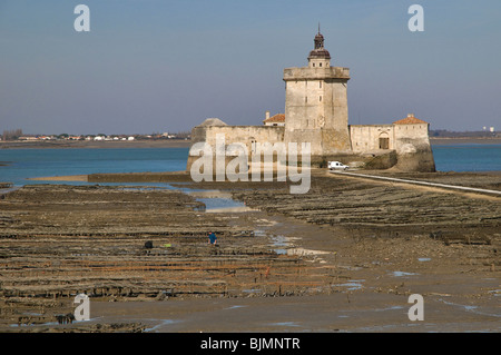 Austernzucht in der Nähe von Fort Louvois, bei Ebbe, Pointe du Chapus, Charente-Maritime, Frankreich. Stockfoto