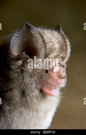 Die noack Roundleaf Bat (Hipposideros ruber), an der Küste Kenias. Stockfoto