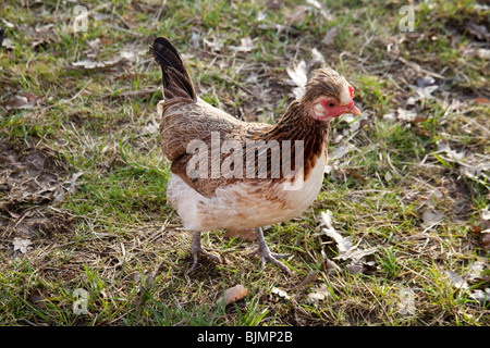 Freerange Huhn auf dem Rasen, Hampshire, England. Stockfoto