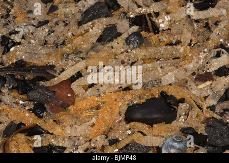 Sand Mason Wurm, Lanice Conchilega. Rohre, Strandline angespült. Studland beach Dorset. März. Stockfoto