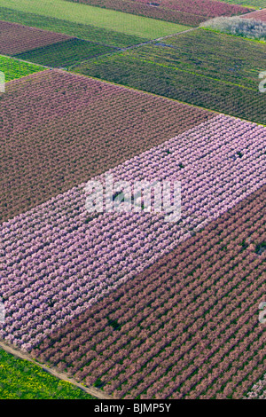 Bauernhöfe und Pfirsich Obstgärten in voller Blüte im Sacramento Valley aus der Luft. Stockfoto