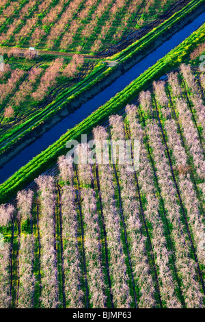 Bauernhöfe und Pfirsich Obstgärten in voller Blüte im Sacramento Valley aus der Luft. Stockfoto