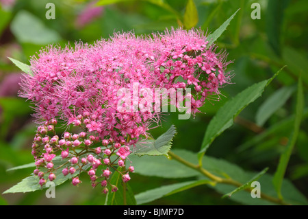 Nahaufnahme des Blütenstandes mit kleinen roten Blüten Stockfoto