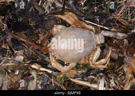 Tot maskierte Krabbe. Corystes Cassivelaunus. Strandline angespült. Studland Beach Dorset März. Stockfoto