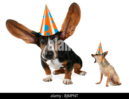 ein Basset Hound mit langen fliegenden Ohren und ein chihuahua Stockfoto