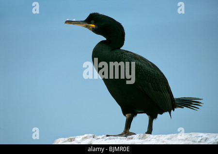 Gemeinsamen Shag (Phalacrocorax Aristotelis), Altvogel auf Zucht rock Stockfoto