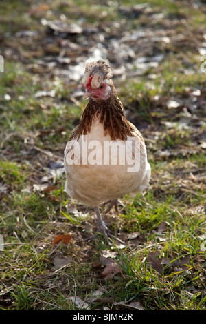 Freerange Huhn auf dem Rasen, Hampshire, England. Stockfoto