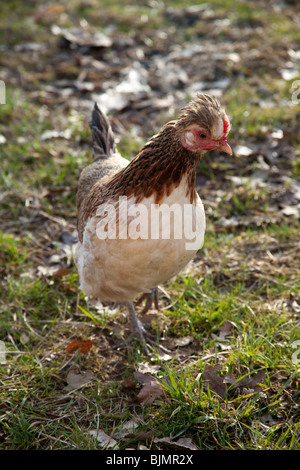 Freerange Huhn auf dem Rasen, Hampshire, England. Stockfoto