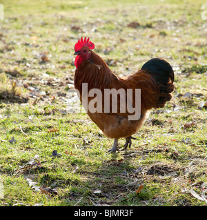 Freerange Huhn auf dem Rasen, Hampshire, England. Stockfoto