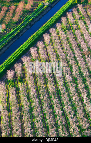 Bauernhöfe und Pfirsich Obstgärten in voller Blüte im Sacramento Valley aus der Luft. Stockfoto