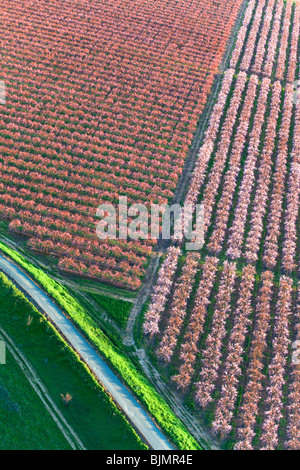 Bauernhöfe und Pfirsich Obstgärten in voller Blüte im Sacramento Valley aus der Luft. Stockfoto