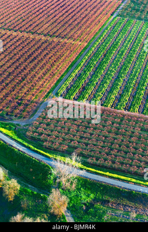 Bauernhöfe und Pfirsich Obstgärten in voller Blüte im Sacramento Valley aus der Luft. Stockfoto