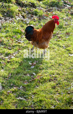 Freerange Huhn auf dem Rasen, Hampshire, England. Stockfoto