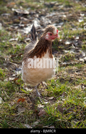 Freerange Huhn auf dem Rasen, Hampshire, England. Stockfoto