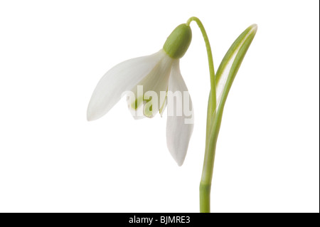 Schneeglöckchen (Galanthus Nivalis) Stockfoto