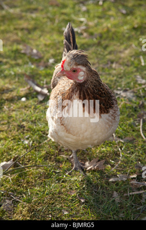 Freerange Huhn auf dem Rasen, Hampshire, England. Stockfoto