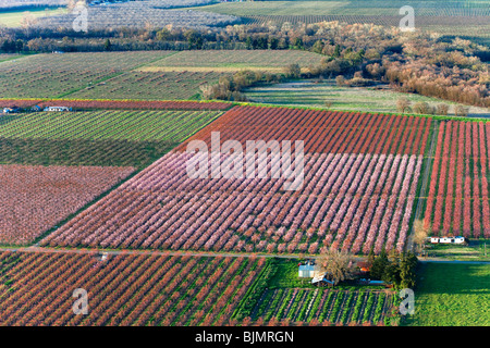 Bauernhöfe und Pfirsich Obstgärten in voller Blüte im Sacramento Valley aus der Luft. Stockfoto