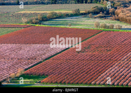 Bauernhöfe und Pfirsich Obstgärten in voller Blüte im Sacramento Valley aus der Luft. Stockfoto