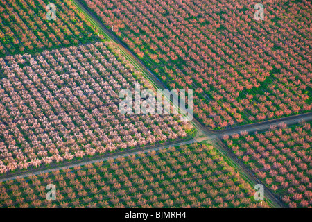 Bauernhöfe und Pfirsich Obstgärten in voller Blüte im Sacramento Valley aus der Luft. Stockfoto