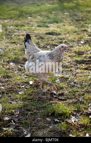 Freerange Huhn auf dem Rasen, Hampshire, England. Stockfoto