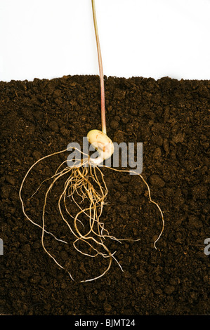 Phaseolus Coccineus Fabaceae Runner Bean Keimling zeigen Leguminosen-Samen schießt Wurzeln unter der Erde in Kompost gegen weiß Stockfoto