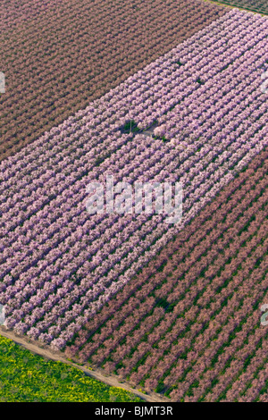 Bauernhöfe und Pfirsich Obstgärten in voller Blüte im Sacramento Valley aus der Luft. Stockfoto