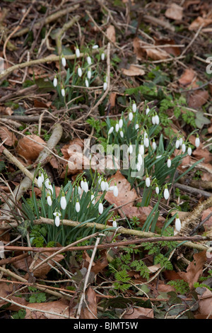 Schneeglöckchen Blüten, Hattingley, Hampshire, England. Stockfoto