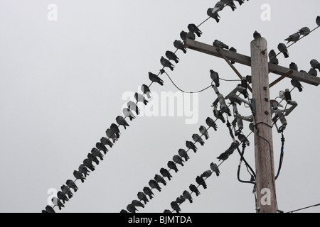 Tauben sitzen auf den Stromleitungen an einem bewölkten Tag - 22. Februar 2009. Stockfoto